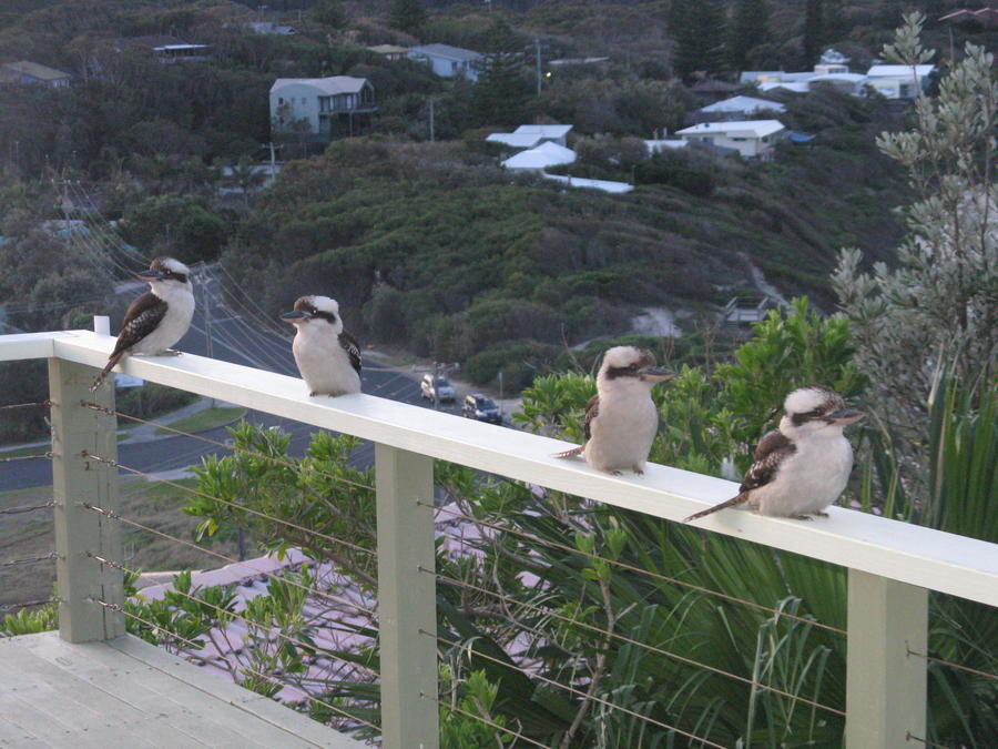 4 kookas.JPG