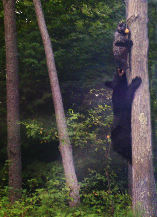 4bear chewing my carving copy.jpg