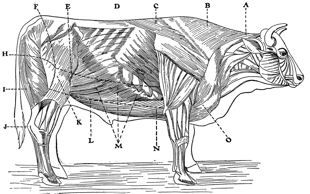 51505_cuts_beef_lg.gif