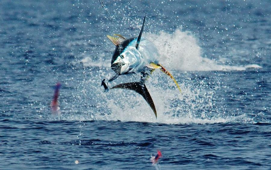 575236_10150906852271699_1404381218_n - Copy.jpg