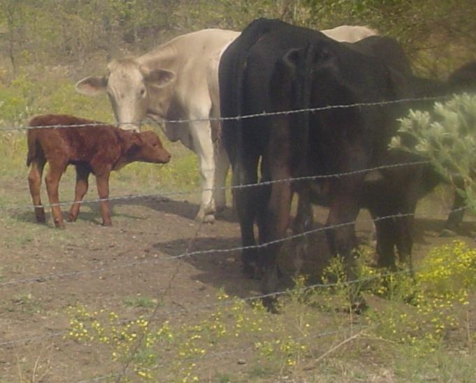 5CheyMacsBullCalf-Born20Oct2012.jpg