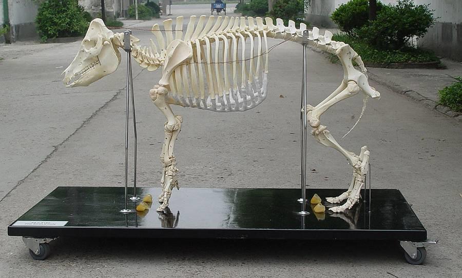 _Pig-skeleton.jpg