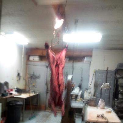 abbey's pig hangin.jpg