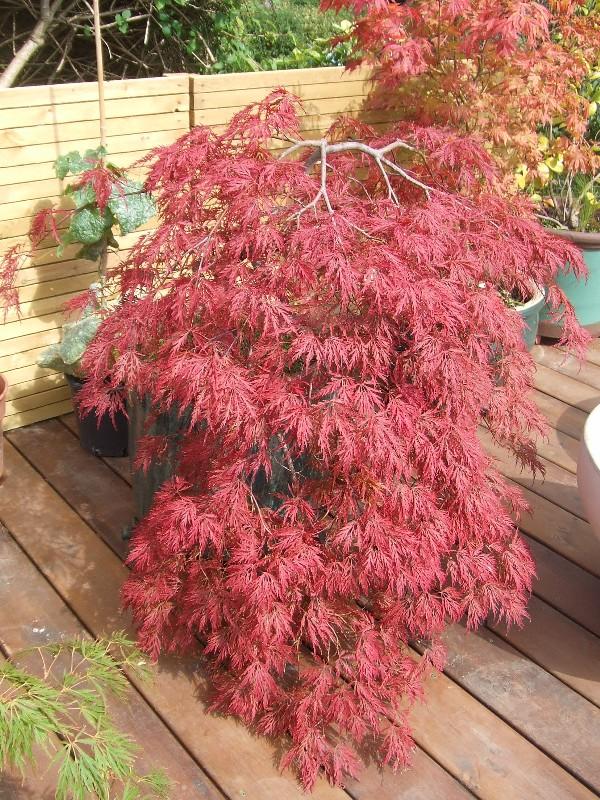 Acer-1a[1].jpg