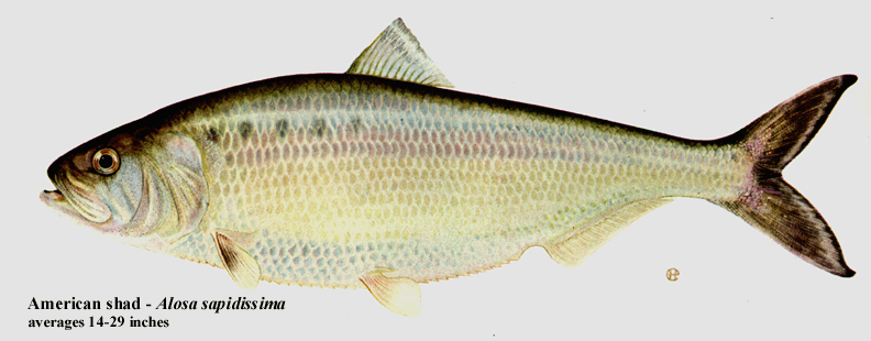 americanshad.gif
