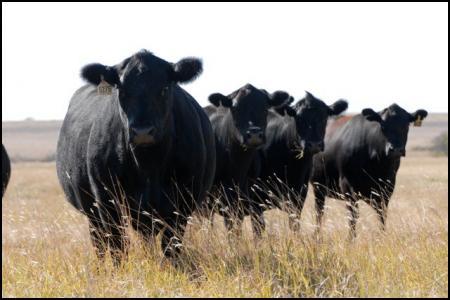 Angus Cows Staring.jpg