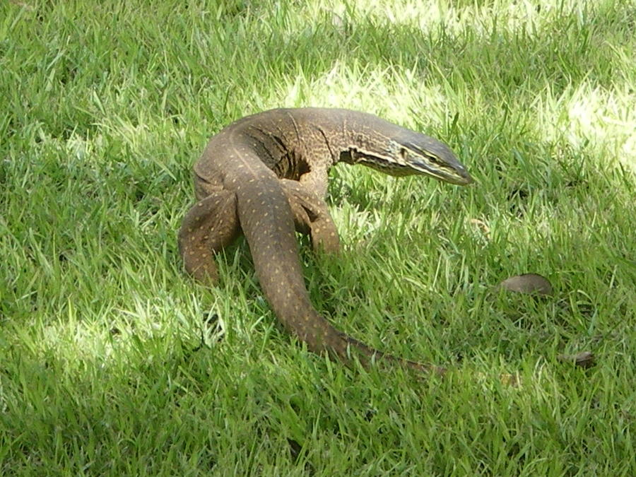 Animals around da donger 014.JPG