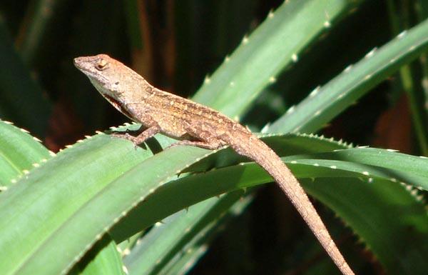 anole_brown1.JPG