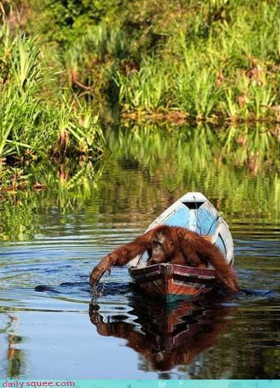 ape boat.jpg