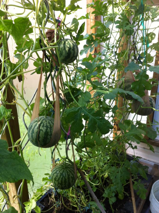 August 2012 077.JPG