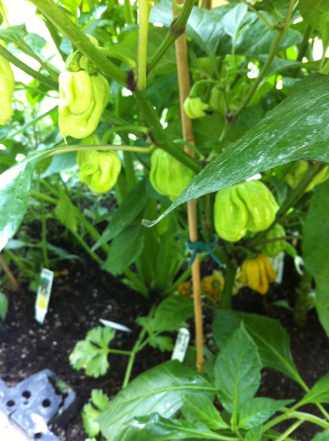 August 2012 082.JPG