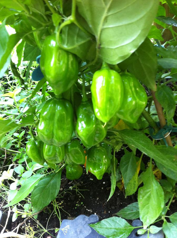 August 2012 086.JPG