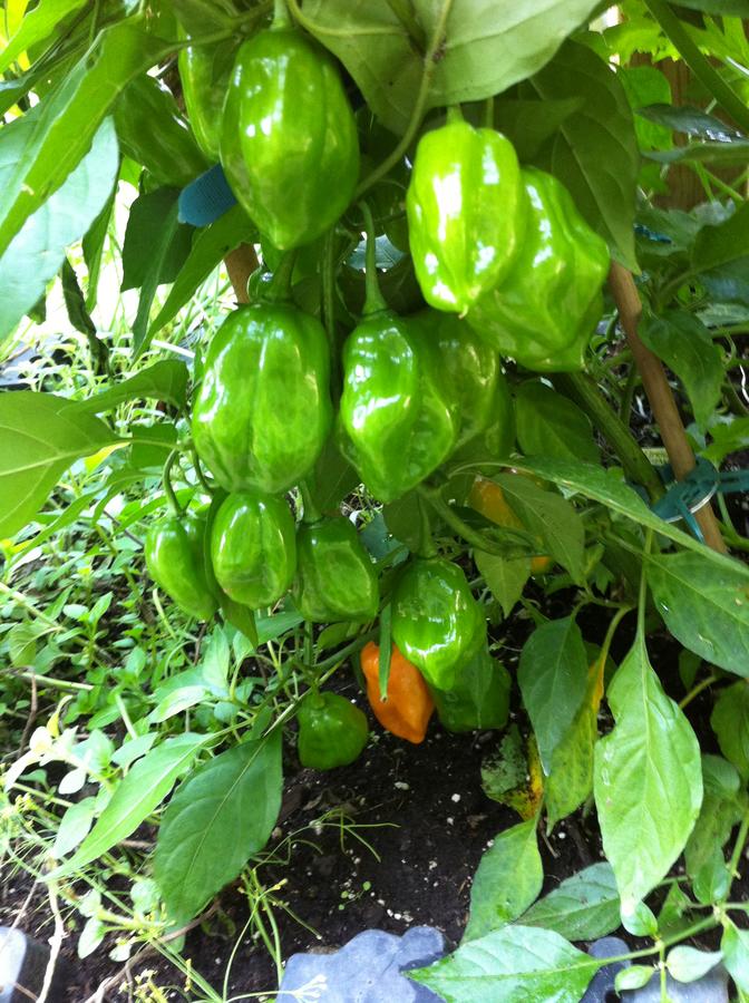 August 2012 087.JPG