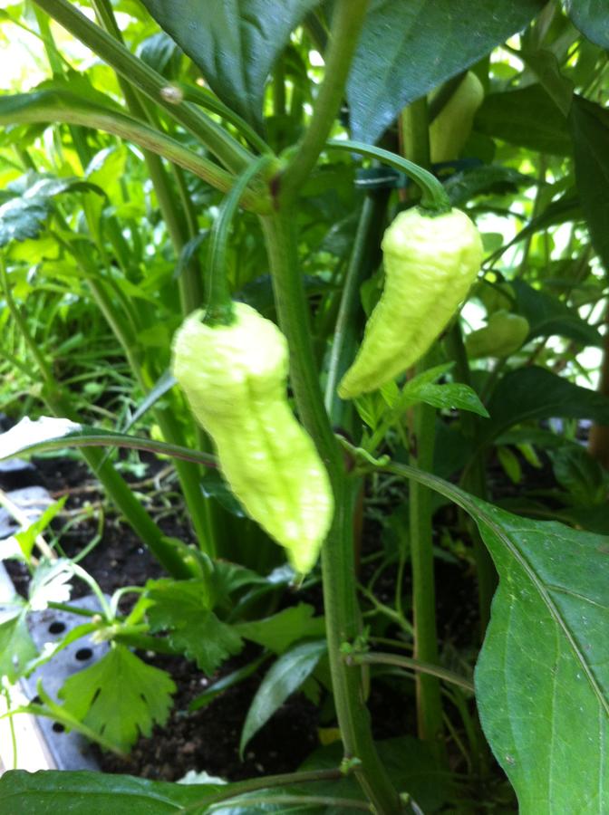 August 2012 088.JPG