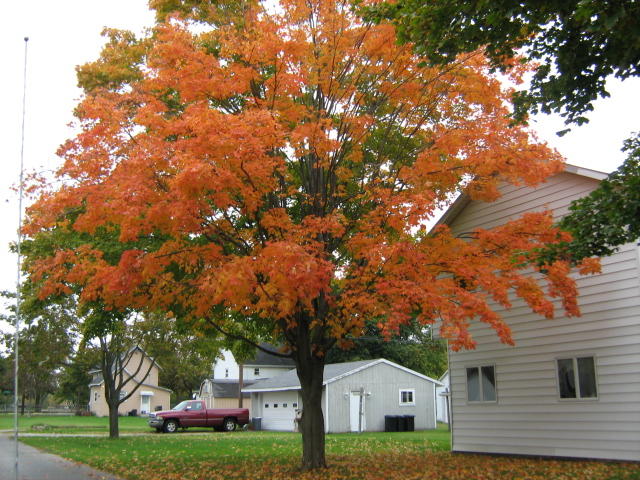 Autumn Colors 2012 004.JPG