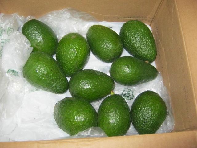 avos.JPG