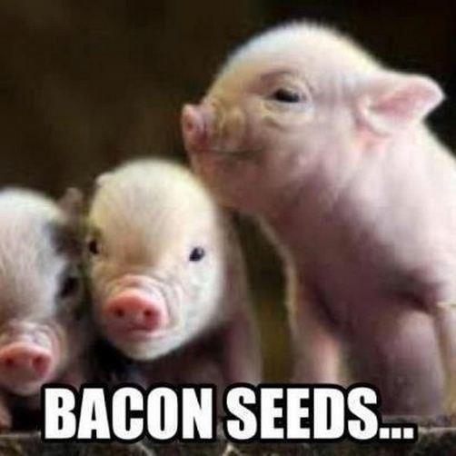 bacon seeds.jpg