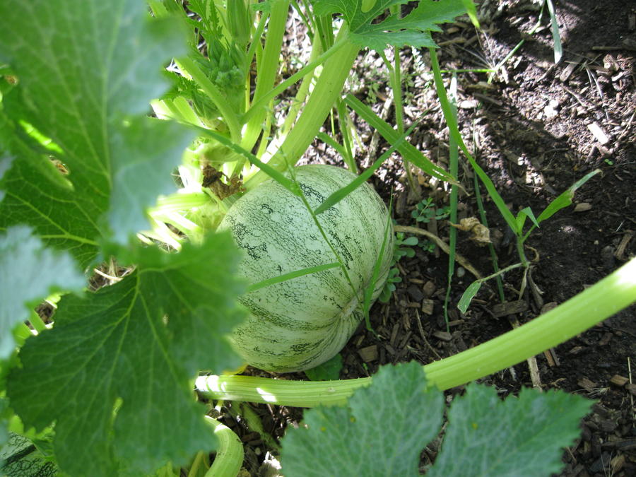 Ball Squash 03.JPG