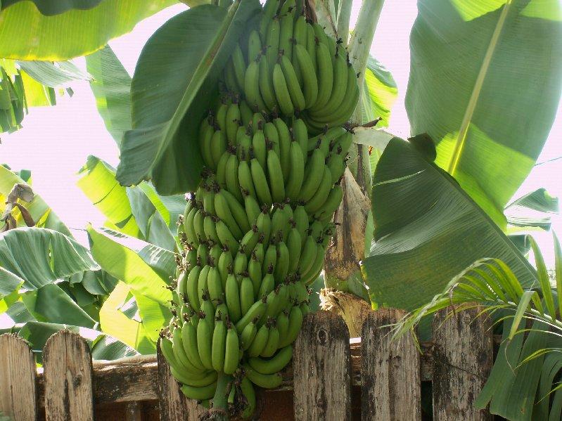 Bananas 002.jpg