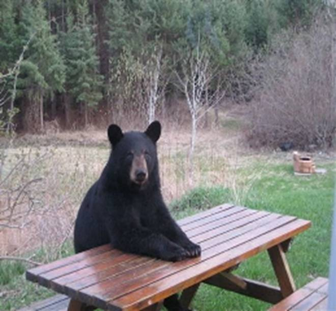 bear table.png