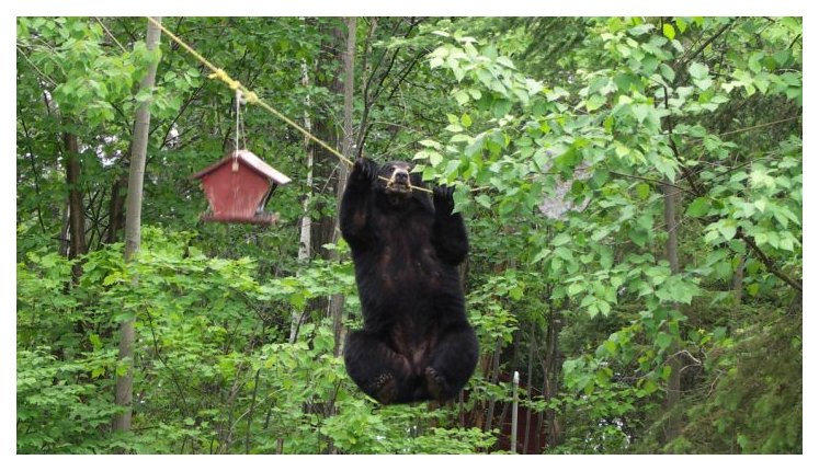 bear2-746405.jpg
