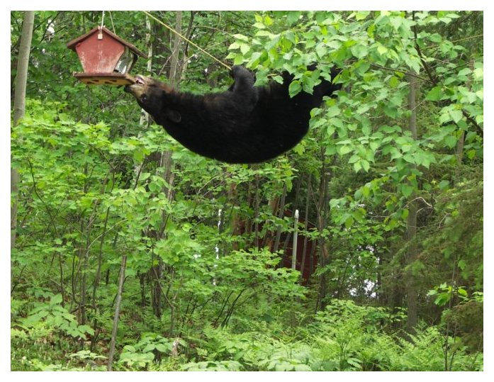 bear3-730272.jpg