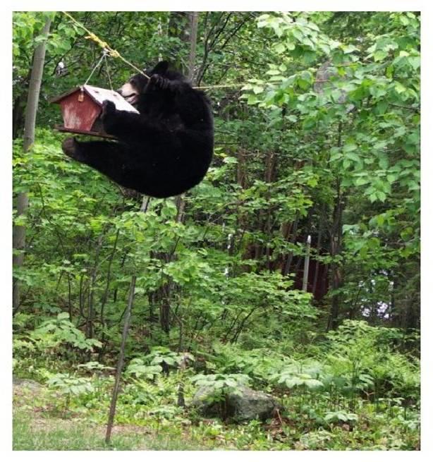 BEAR3.jpg