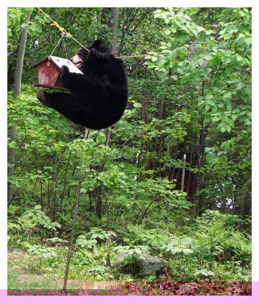 bear4-729813.jpg