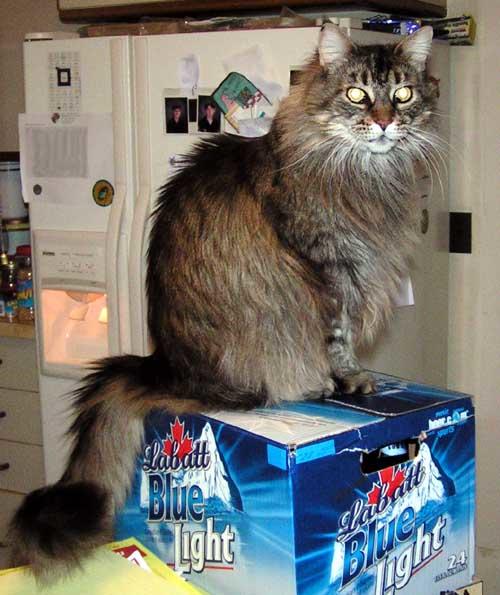 beercat.jpg