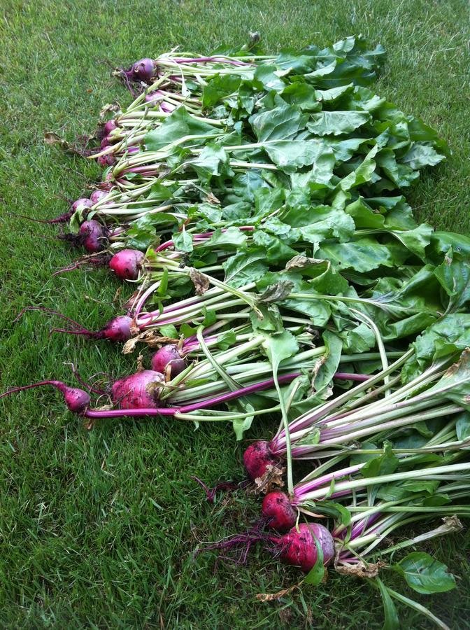 beets2.JPG