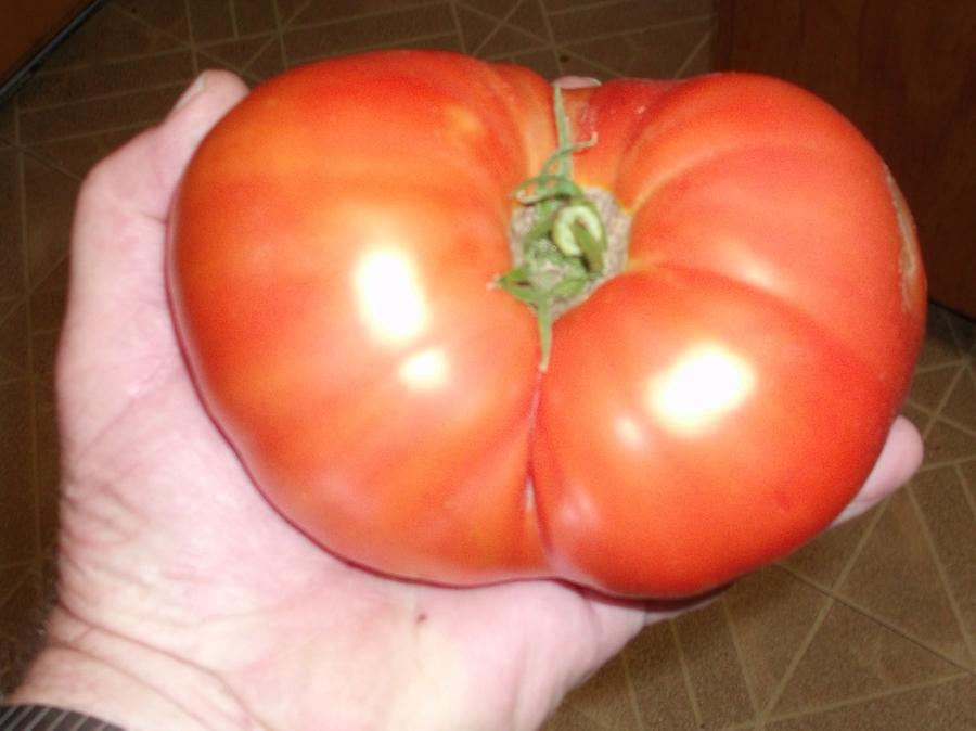 Big Tomato.jpg