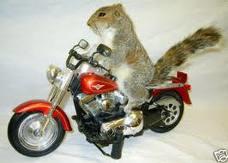 biker squirrel.jpg