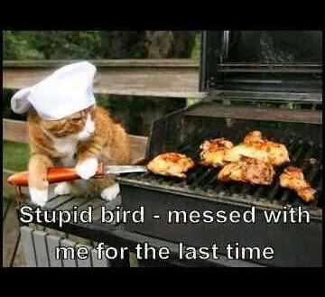 bird.jpg