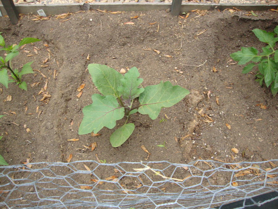 BlackBeautyEggPlant.JPG