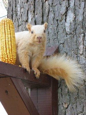 blonde squirrel 1.jpg