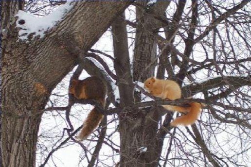 blonde squirrel 3.jpg