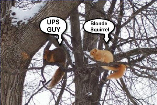 blonde squirrel 6.jpg