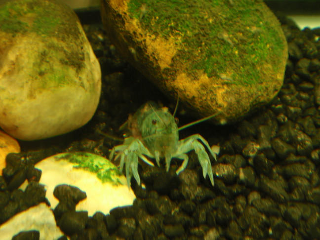 bluebabies.jpg
