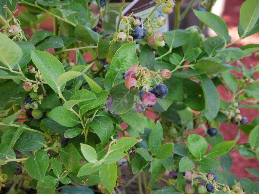 Blueberries.jpg