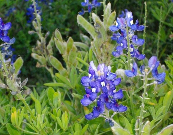 Bluebonnets.jpg