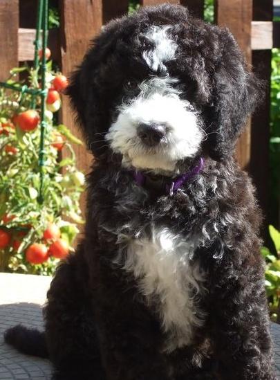 Booker 10 weeks.jpg