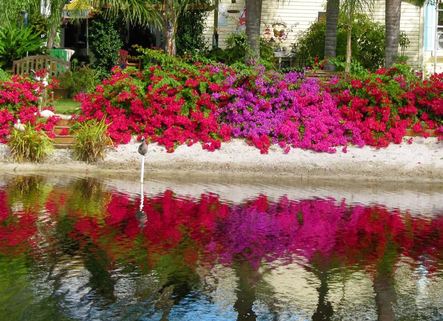 Bouggies in back yard 2.jpg