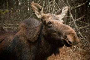bradley hill moose.jpg