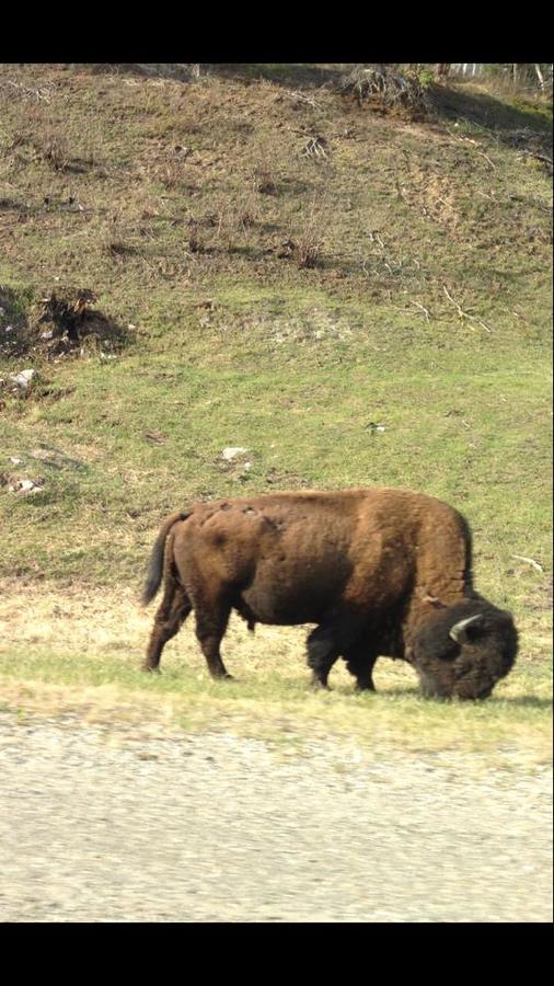 buffalo.jpg