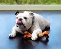 bulldog bone 3.jpg