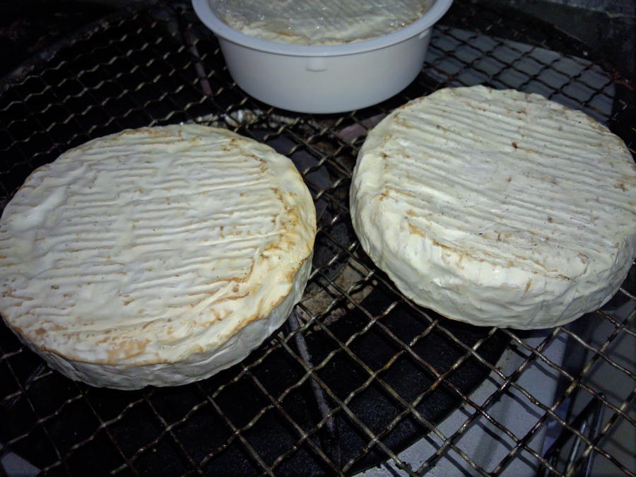 camembert1d.jpg