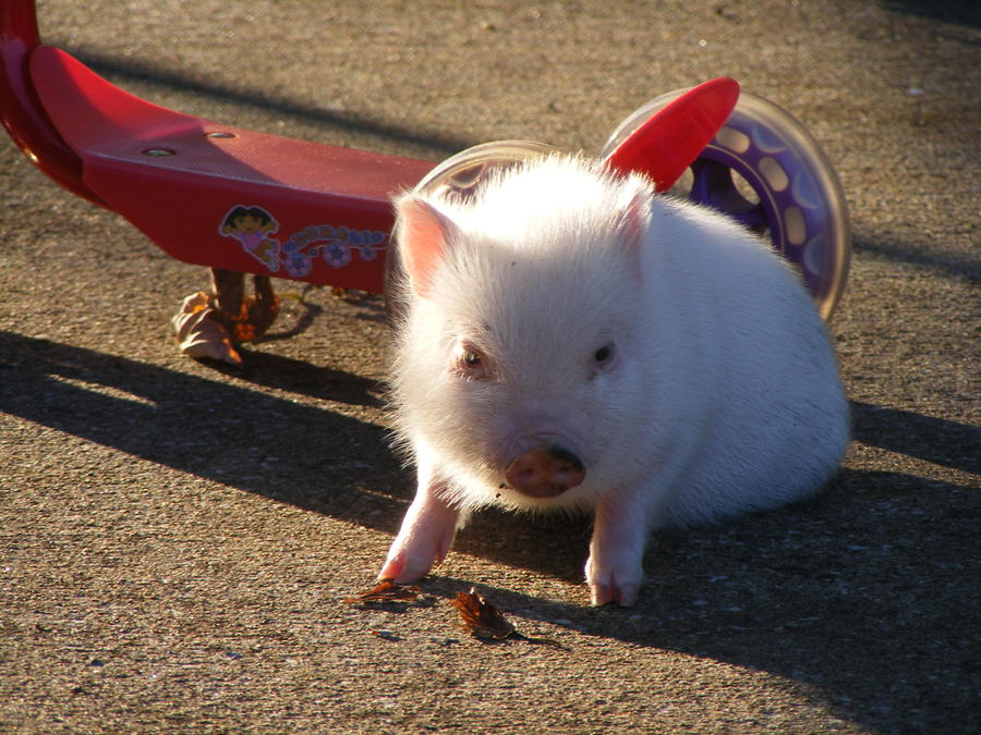 Camera Photos download 51910 175.jpg