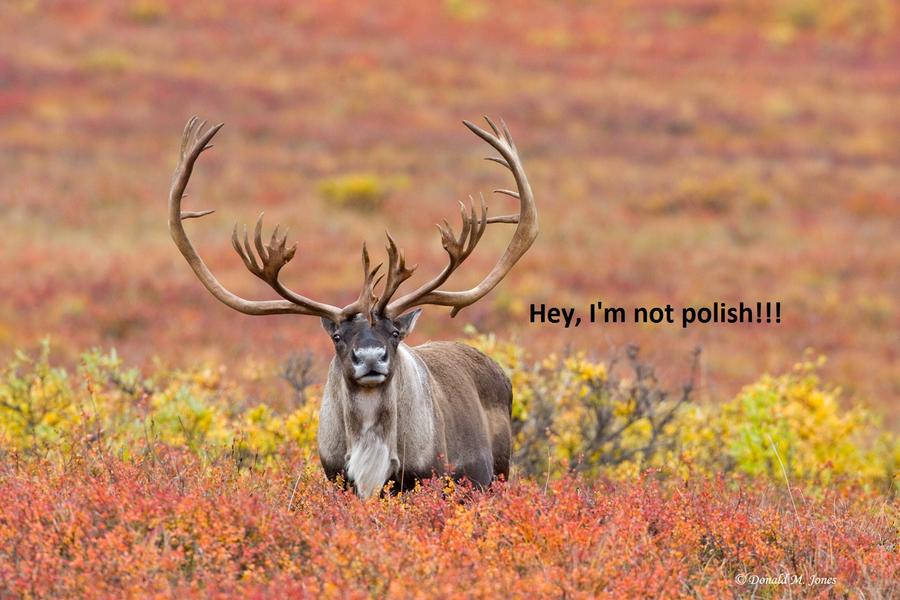 caribou.jpg