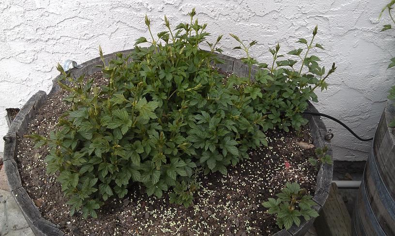 Cascade 03-12-12_1.JPG