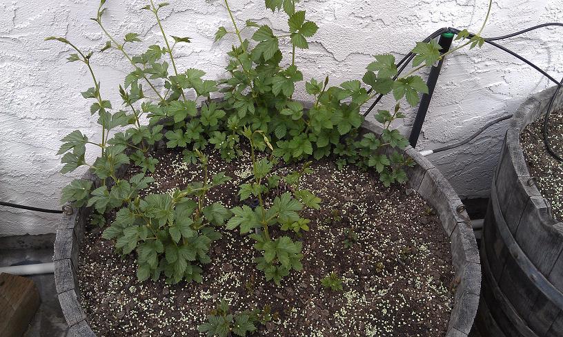 Cascade 03-12-12_2.JPG